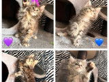 Un chaton Maine Coon mâle LOOF à réserver