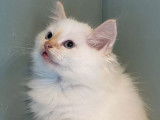 8 chatons Sibériens LOOF disponibles à la vente