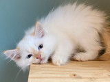 8 chatons Sibériens LOOF disponibles à la vente