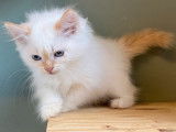 8 chatons Sibériens LOOF disponibles à la vente