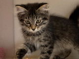 8 chatons Sibériens LOOF disponibles à la vente