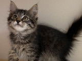8 chatons Sibériens LOOF disponibles à la vente