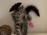 8 chatons Sibériens LOOF disponibles à la vente