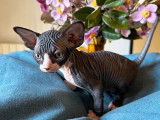 4 chatons Sphynx mâles LOOF à réserver