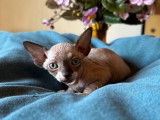 4 chatons Sphynx mâles LOOF à réserver