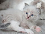 Une chatonne Ragdoll LOOF tabby mitted disponible à la réservation