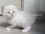 Une chatonne Ragdoll LOOF tabby mitted disponible à la réservation