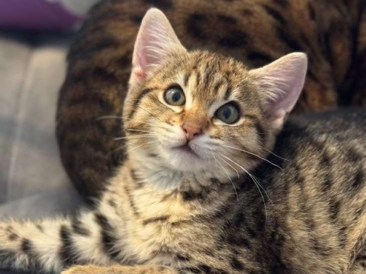 Chatons Savannah F4 LOOF à vendre