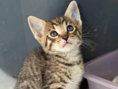 Chatons Savannah F6 & F4 LOOF à vendre