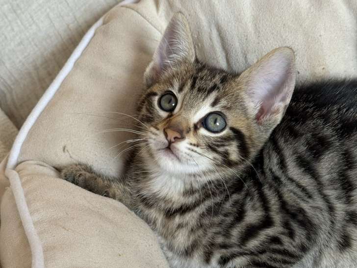 Chatons Savannah F5 & F4 LOOF à vendre