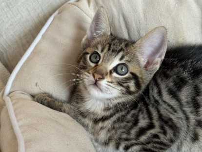 Chatons Savannah F5 & F4 LOOF à vendre