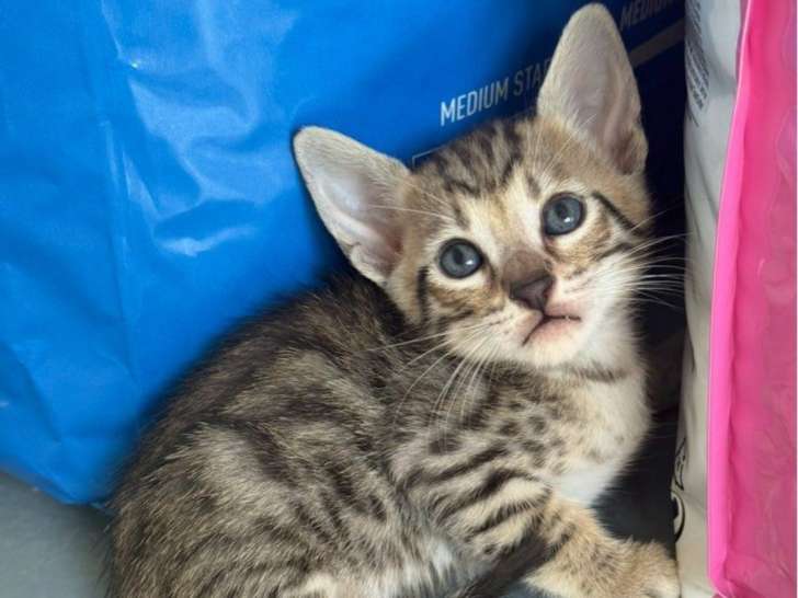Chatons Savannah F6 & F4 LOOF à vendre