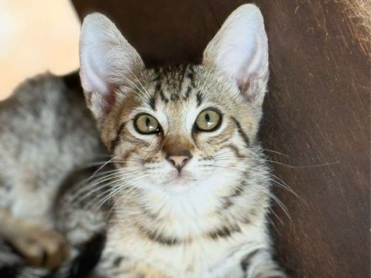 Chatons Savannah F6 & F4 LOOF à vendre