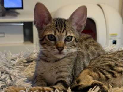 Chatons Savannah F6 & F4 LOOF à vendre