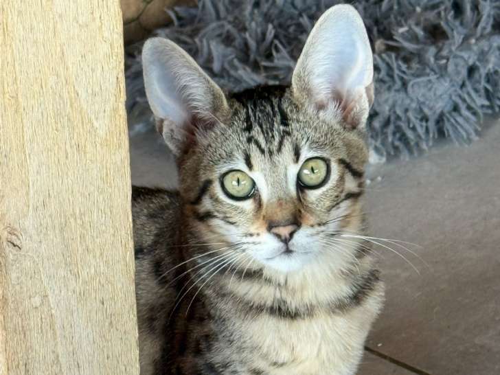 😻✨Savannah & F6 & LOOF & SBT & Prestigieuses origines & Livraison partout en France