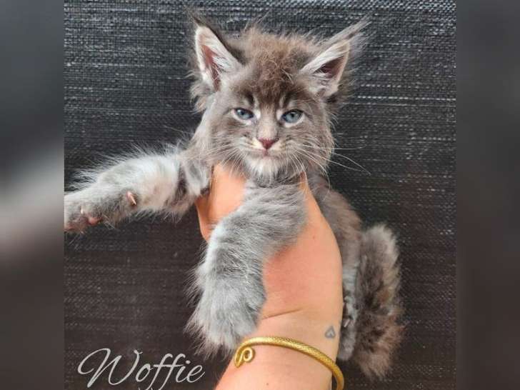 7 chatons Maine Coons à réserver (LOOF)