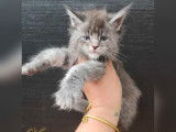 7 chatons Maine Coons à réserver (LOOF)