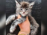 7 chatons Maine Coons à réserver (LOOF)
