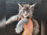 7 chatons Maine Coons à réserver (LOOF)