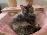 Chatte Lambkin de 4 ans non LOOF à vendre