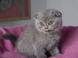 Une chatonne Scottish Fold bleue disponible à la vente (LOOF)