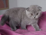 Une chatonne Scottish Fold bleue disponible &agrave; la vente (LOOF)
