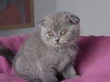 Une chatonne Scottish Fold bleue disponible &agrave; la vente (LOOF)