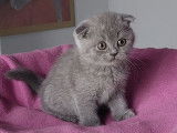 Une chatonne Scottish Fold bleue disponible &agrave; la vente (LOOF)