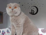 Une chatonne Scottish Fold bleue disponible &agrave; la vente (LOOF)