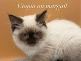 Des chatons Ragdolls LOOF disponibles à la vente