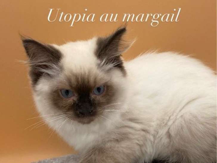 Des chatons Ragdolls LOOF disponibles à la vente