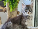 Disponibles à la réservation 3 chatons Maine Coons LOOF