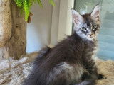 Disponibles à la réservation 3 chatons Maine Coons LOOF
