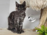 Disponibles à la réservation 3 chatons Maine Coons LOOF