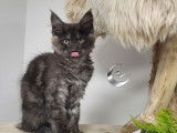 Disponibles à la réservation 3 chatons Maine Coons LOOF