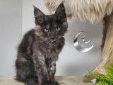 Disponibles à la réservation 3 chatons Maine Coons LOOF