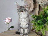 Disponibles à la réservation 3 chatons Maine Coons LOOF