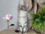 Disponibles à la réservation 3 chatons Maine Coons LOOF