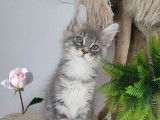Disponibles à la réservation 3 chatons Maine Coons LOOF