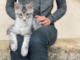 À vendre 5 chatons Maine Coons LOOF