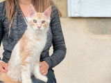 À vendre 5 chatons Maine Coons LOOF