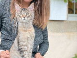 À réserver 5 chatons LOOF Maine Coons