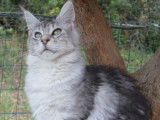 Chatonne Maine Coon tachetée LOOF disponible à la vente