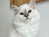 Un chaton mâle Sacré de Birmanie lilas tabby LOOF à réserver