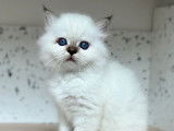 À réserver un chaton Sacré de Birmanie mâle LOOF tabby point