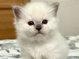 Un chaton mâle Sacré de Birmanie lilas point disponible à la réservation