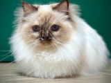 Une chatte Sacré de Birmanie LOOF chocolat de 4 ans disponible à la vente