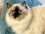 À vendre une chatte Sacré de Birmanie LOOF chocolat point d’un an