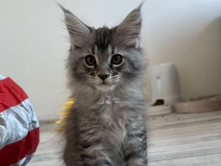 Chaton mâle Maine Coon LOOF black silver à réserver