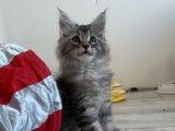 Chaton mâle Maine Coon LOOF black silver à réserver